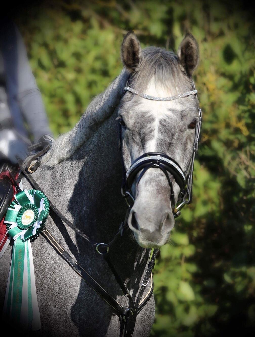 Dansk Varmblod Vedkiær's Caspian - Nr 3 til klubmesterskabet i spring 1/10 feltets yngste hest 🏆 billede 8