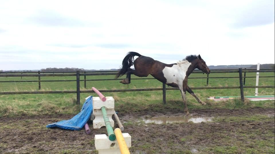 Pinto Irish Dancer  billede 9