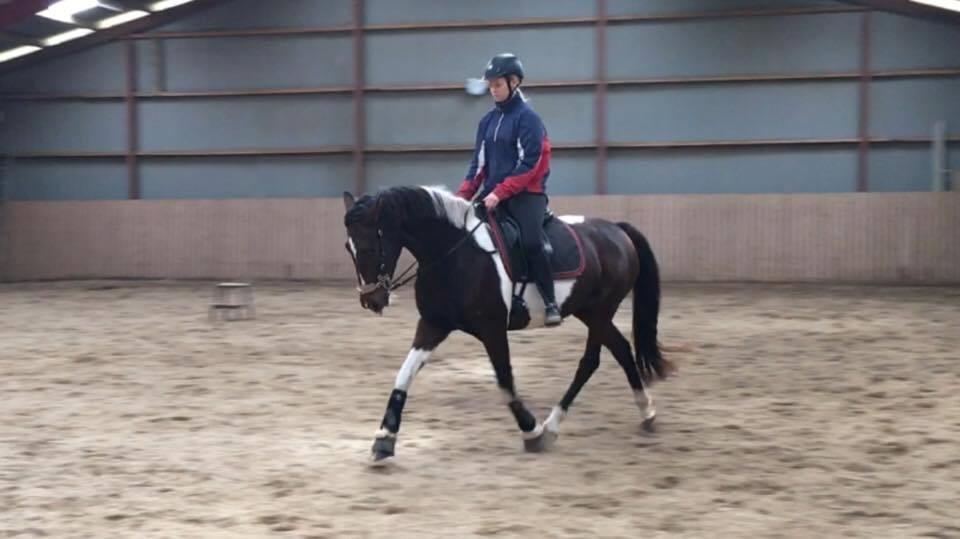 Pinto Irish Dancer  billede 1