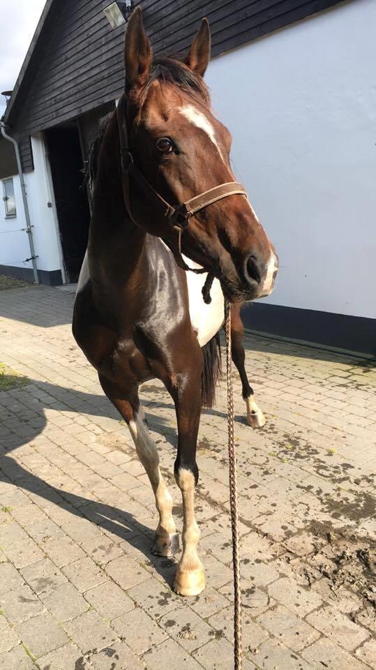 Pinto Irish Dancer  billede 14