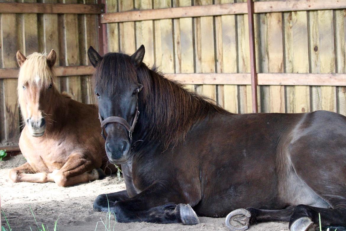 Islænder Litla fra Birkegården - Litla og Stella tager en slapper. billede 17