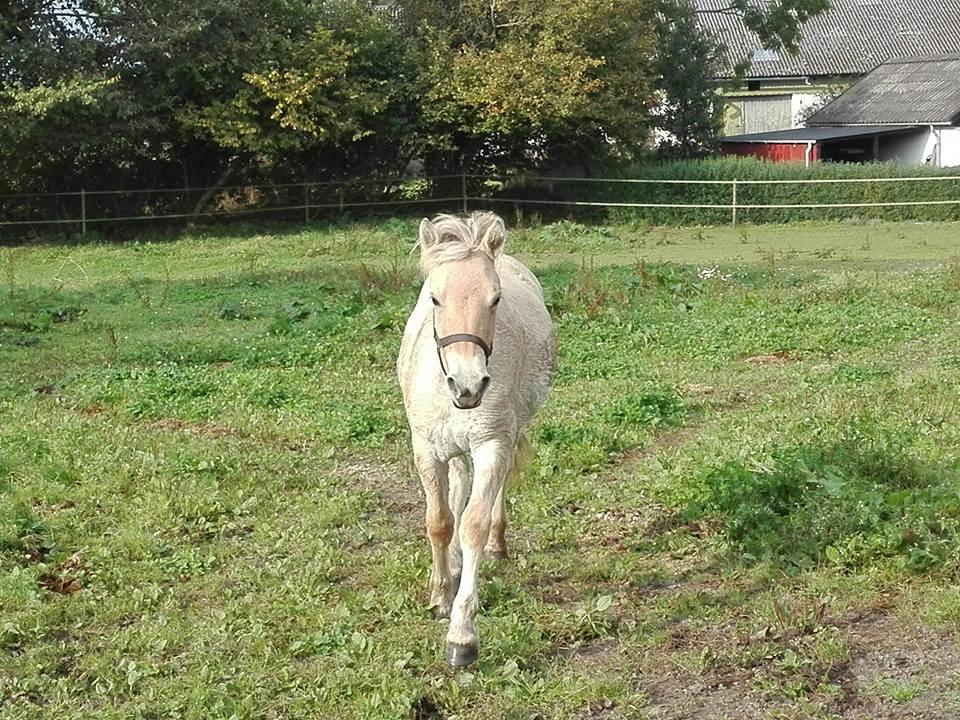 Fjordhest Ellegaards Trille -  Som I nok ved hedder Trille ;-) dette billede er taget d d.27-9-2017 da min skøre ejer fik mig hjem :-D billede 9