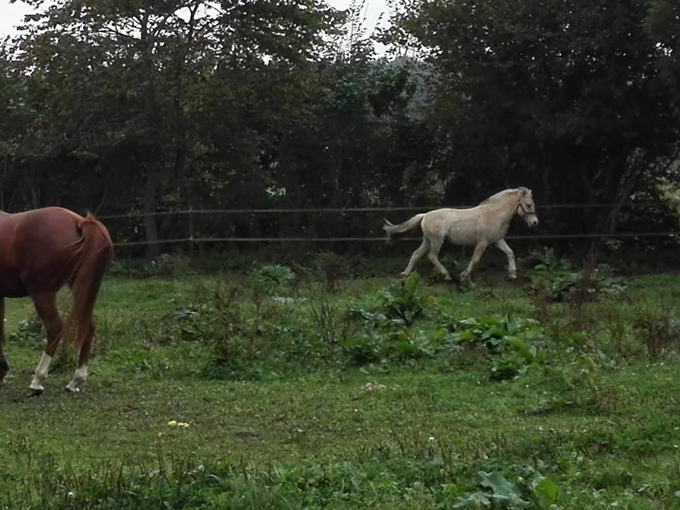Fjordhest Ellegaards Trille - d. 27-9-2017 da jeg fik hende hjem billede 20