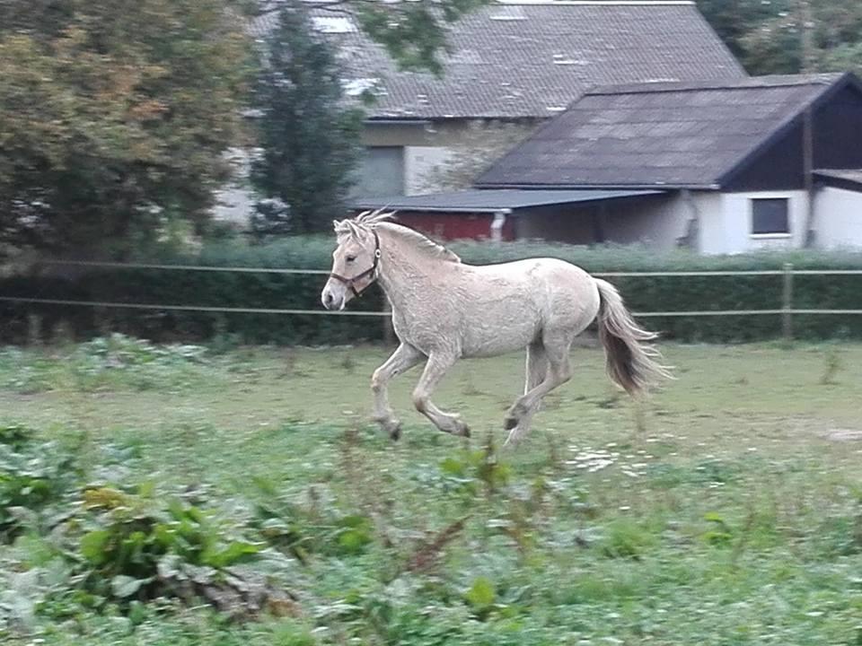 Fjordhest Ellegaards Trille - d. 27-9-2017 da jeg fik hende hjem billede 17