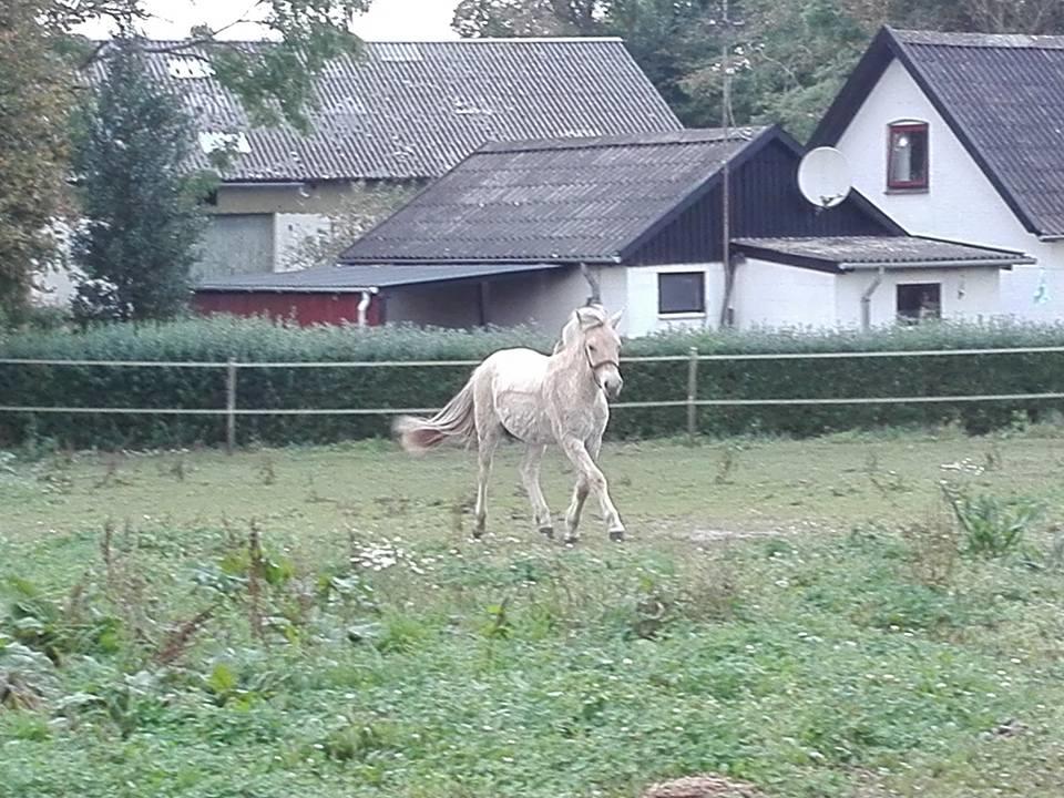 Fjordhest Ellegaards Trille - d. 27-9-2017 da jeg fik hende hjem billede 13