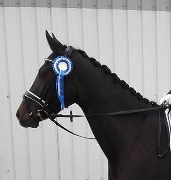 Dansk Varmblod Holtegårdens penny lane - DEBUT rideklubben strøgaarden LD2 og LC1 billede 14