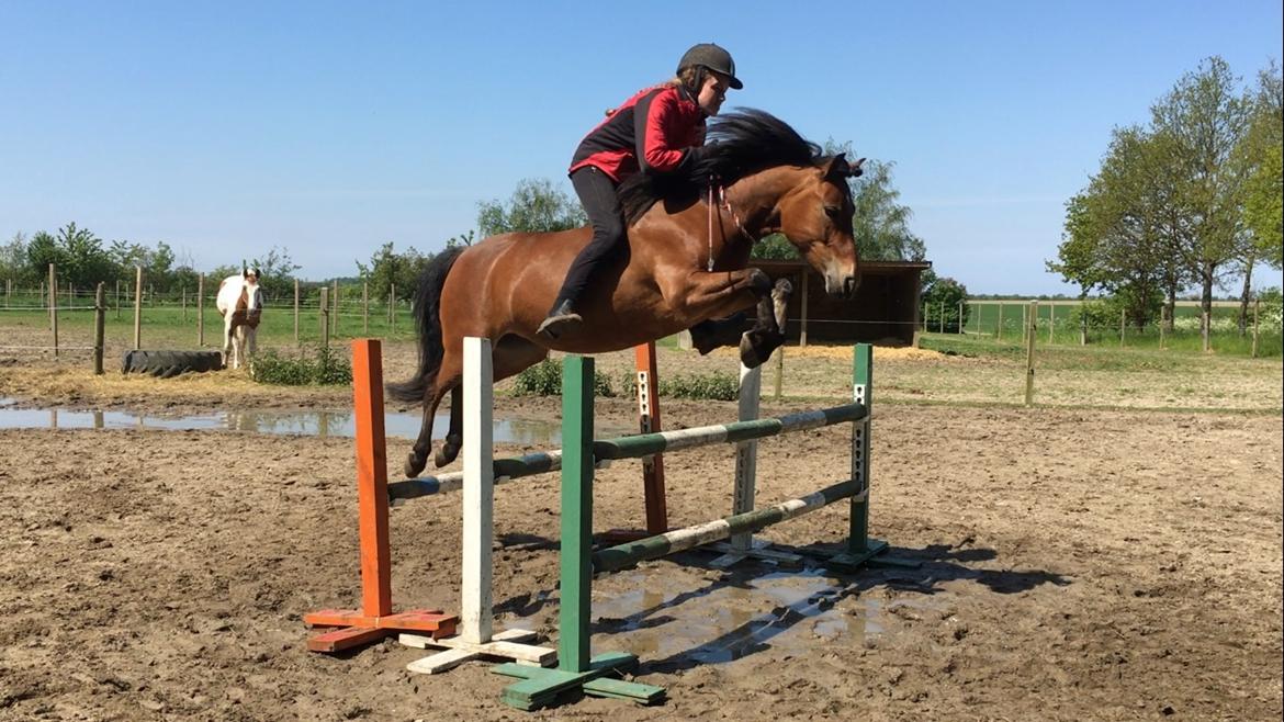 Welsh Partbred (Sec F) Flower - En trippelbar på 1 meter i bredden og nok 90 i højden.  billede 5