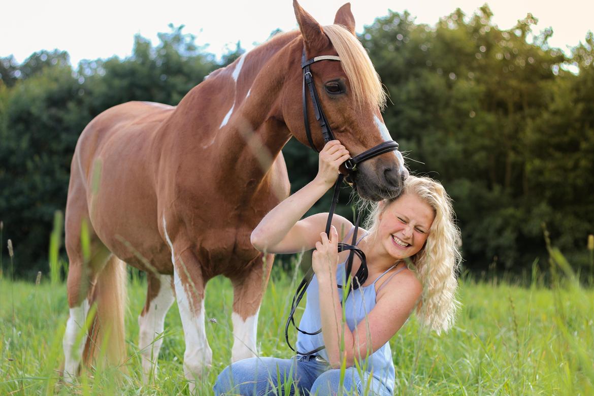 Pinto Araber Felix B-pony og 1/3 A-pony billede 8