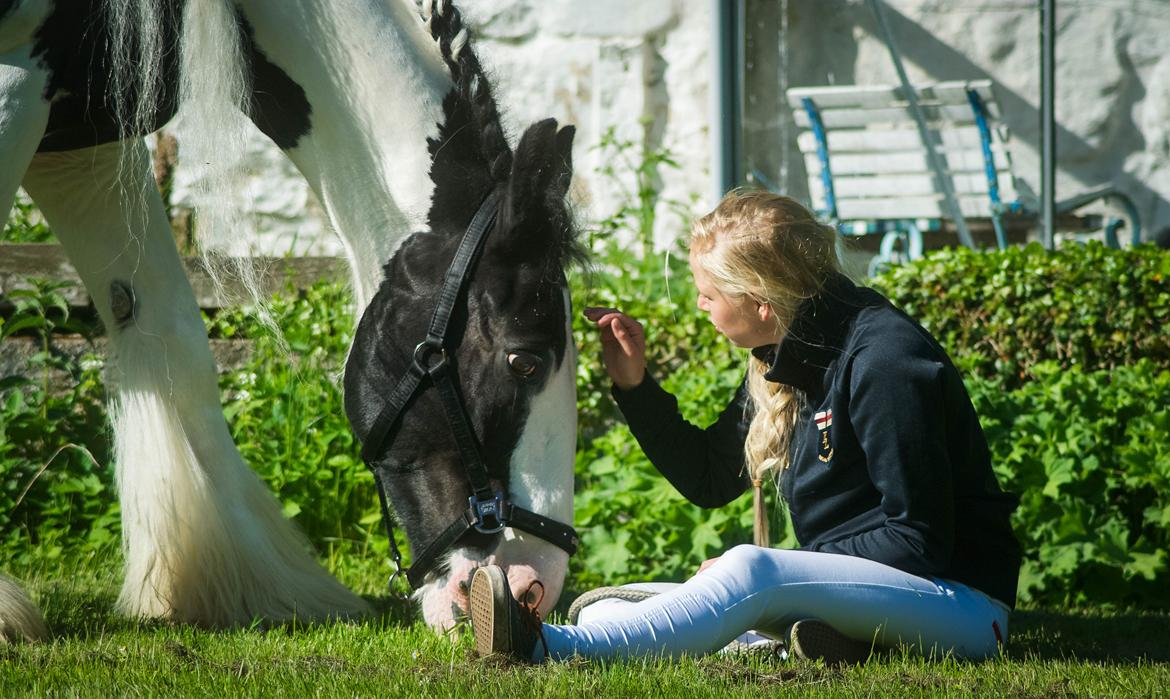 Drumhorse Prince Chato Come on Cool -  Registeret i GCDHA billede 13