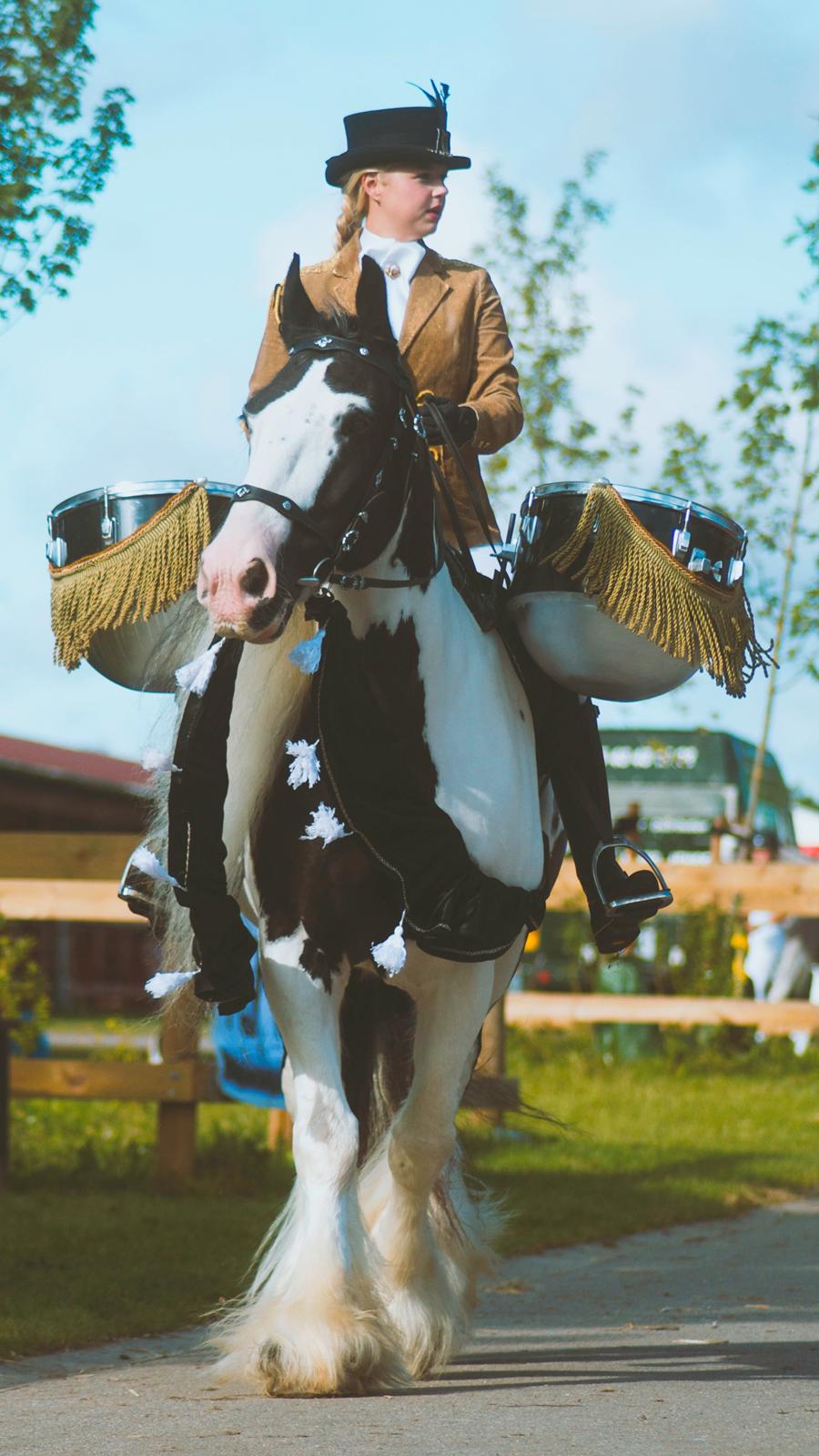 Drumhorse Prince Chato Come on Cool -  Registeret i GCDHA billede 1