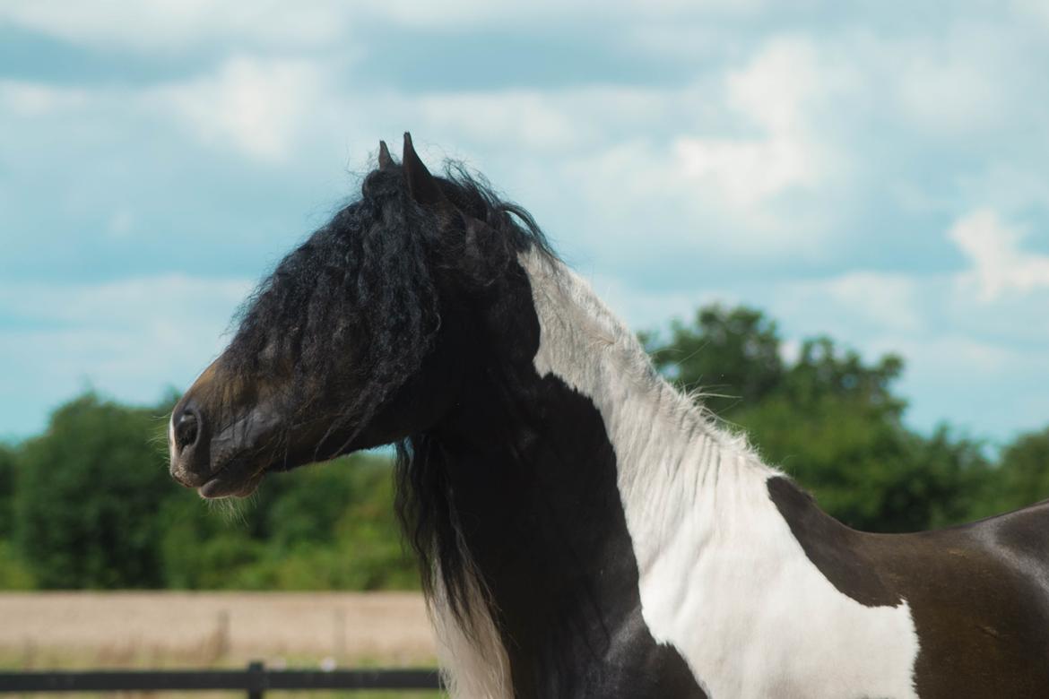 Drumhorse King William Wings of Wulcan - Registeret i EU og billede 8