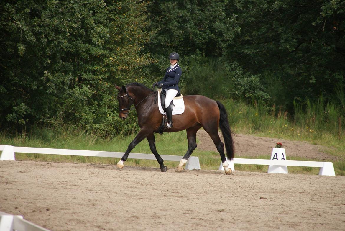 Oldenborg Nobel star - Dressurens Venner Cup 2017 - LA2 billede 2