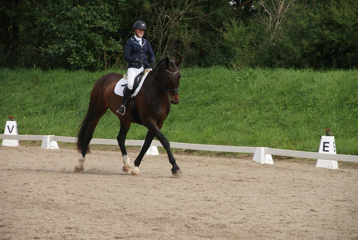 Oldenborg Nobel star - Dressurens Venner Cup 2017 - LA2 billede 1