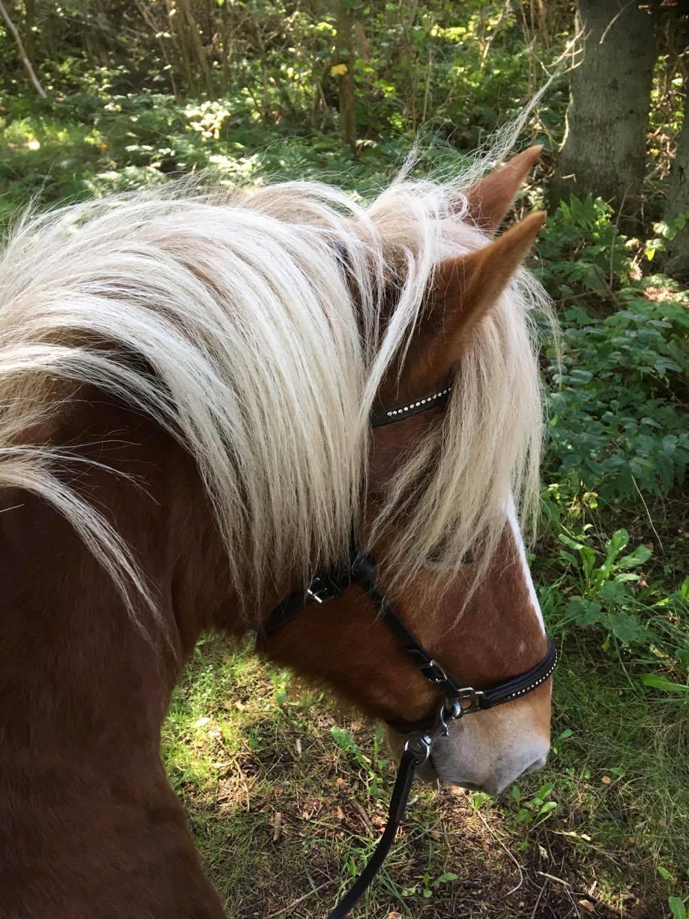 Islænder Frami fra Bækken billede 20