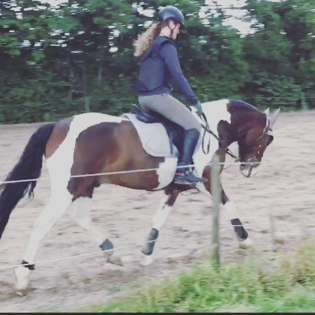 Anden særlig race Huxi  tidl. Lånepony billede 7