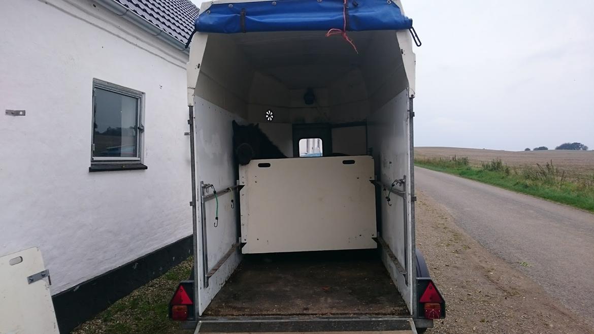 Shetlænder Vadehavets Hacker - Den ombyggede trailer passer desværre ikke helt i størrelsen, så det originale skillerum må i igen. Men hvor skal sulkyen så være??!! billede 15