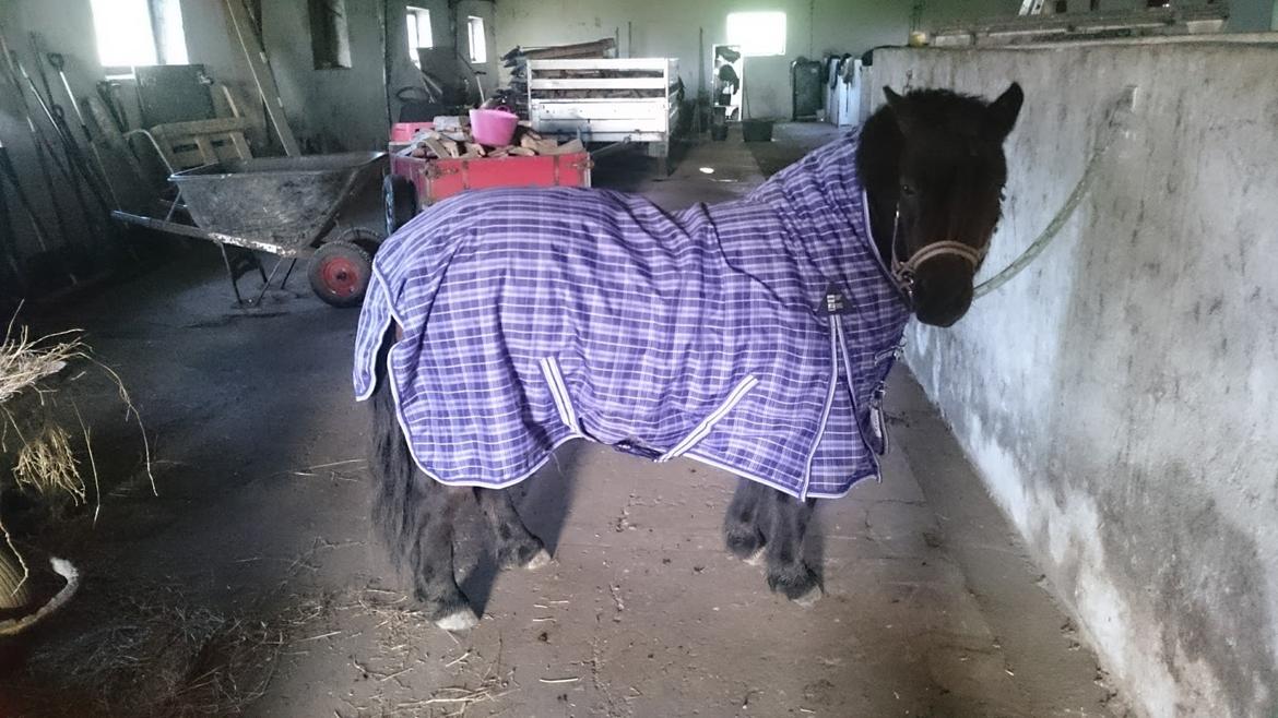 Shetlænder Vadehavets Hacker - Regndækken i disse regntider billede 17