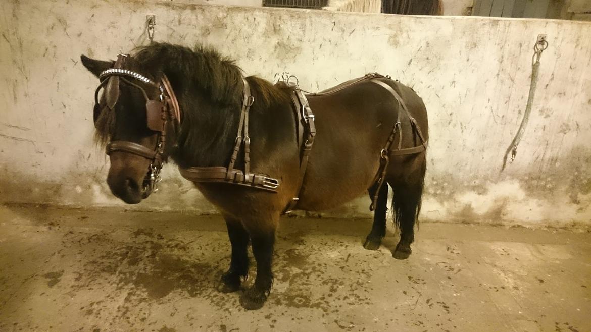 Shetlænder Vadehavets Hacker - Jubii så kom den fine sele. Nu har vi faktisk alt udstyret og er klar til at komme i gang med at køre! billede 16