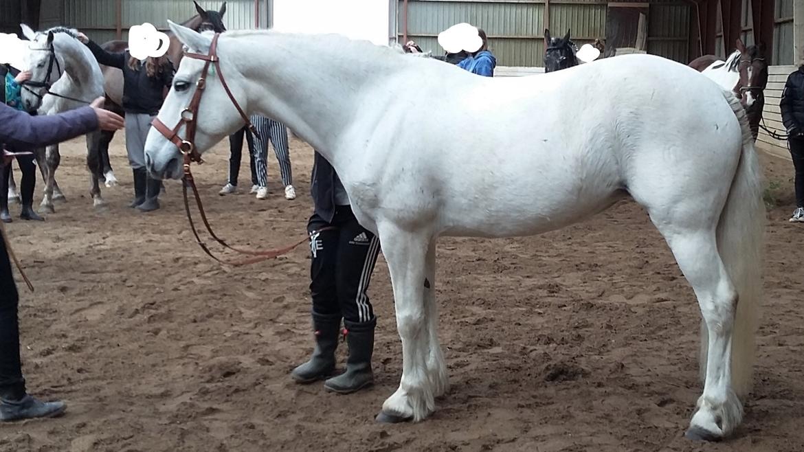 Connemara Skippergårdens crystal mandy billede 6