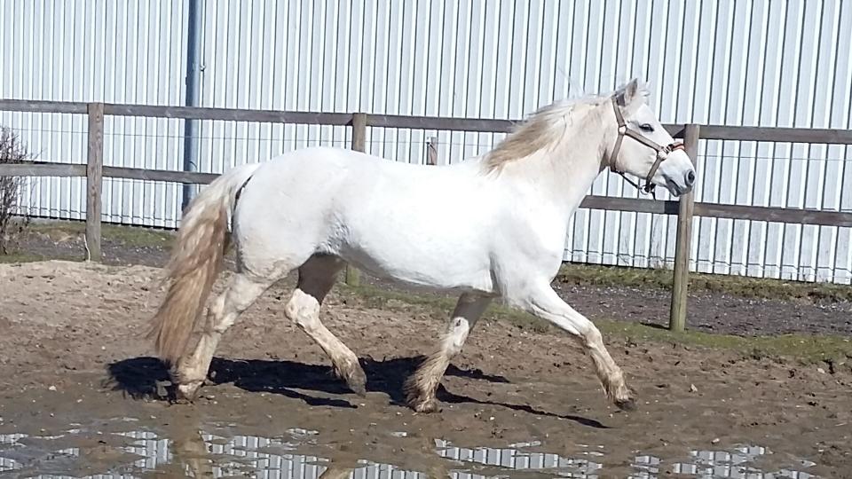 Connemara Skippergårdens crystal mandy billede 7