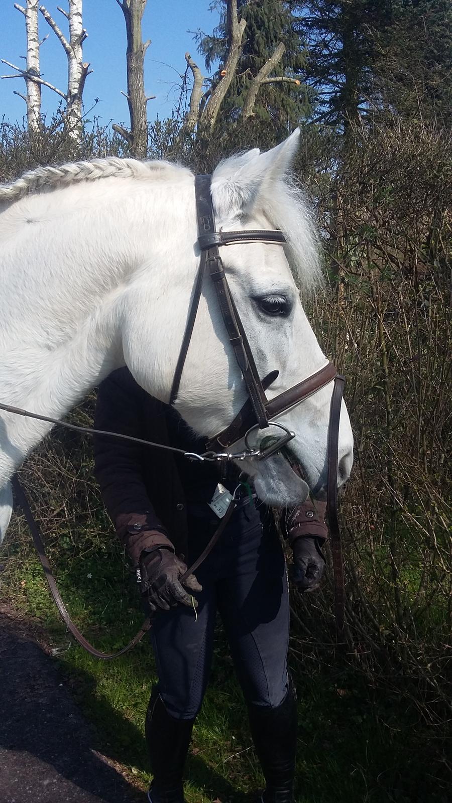 Connemara Skippergårdens crystal mandy billede 20