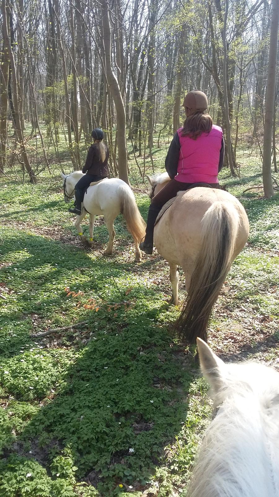 Connemara Skippergårdens crystal mandy billede 17