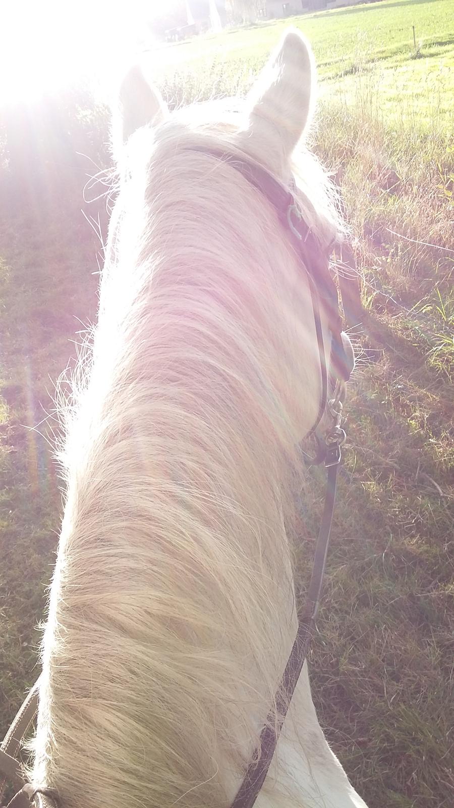 Connemara Skippergårdens crystal mandy billede 19