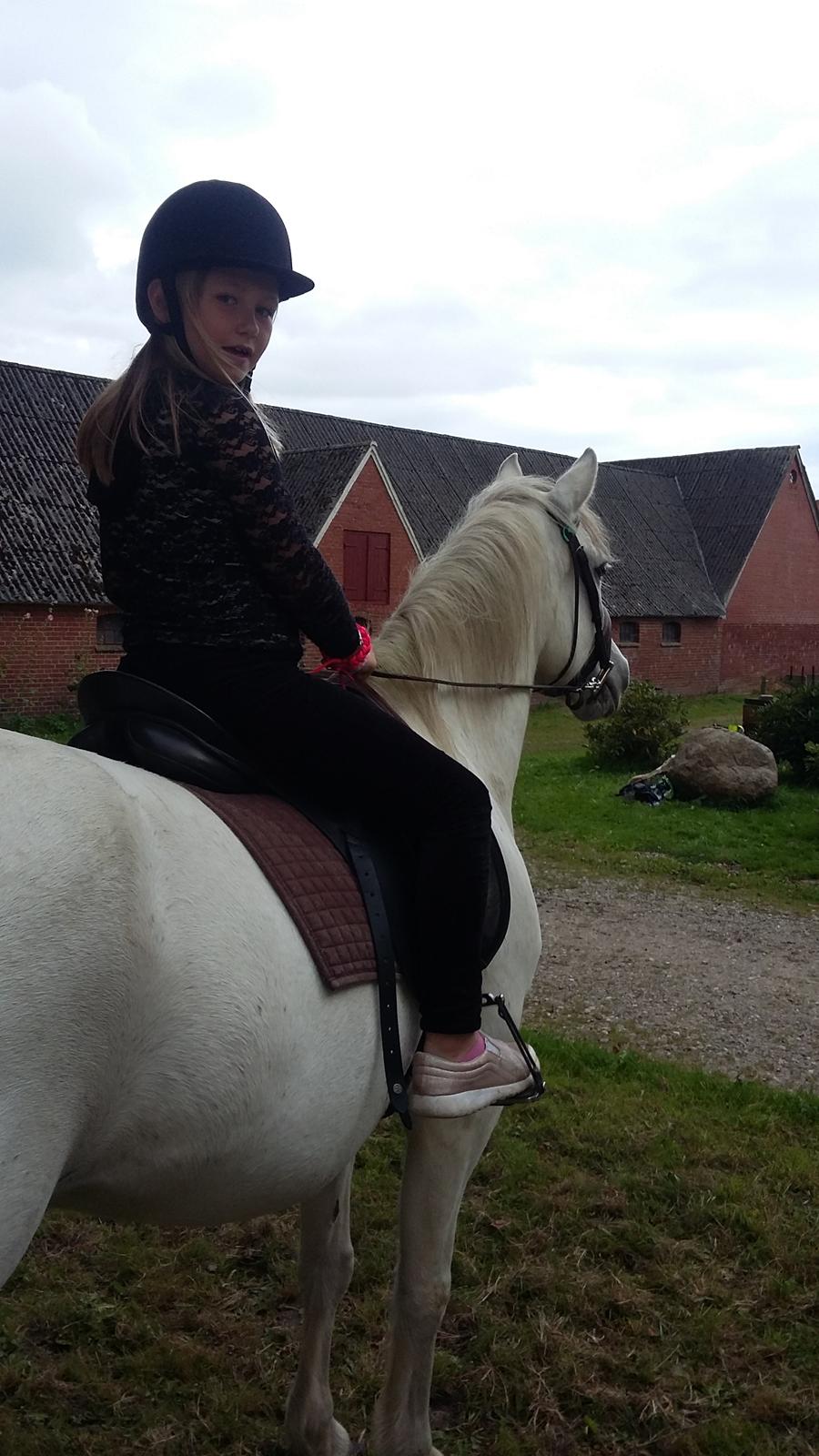 Connemara Skippergårdens crystal mandy billede 18