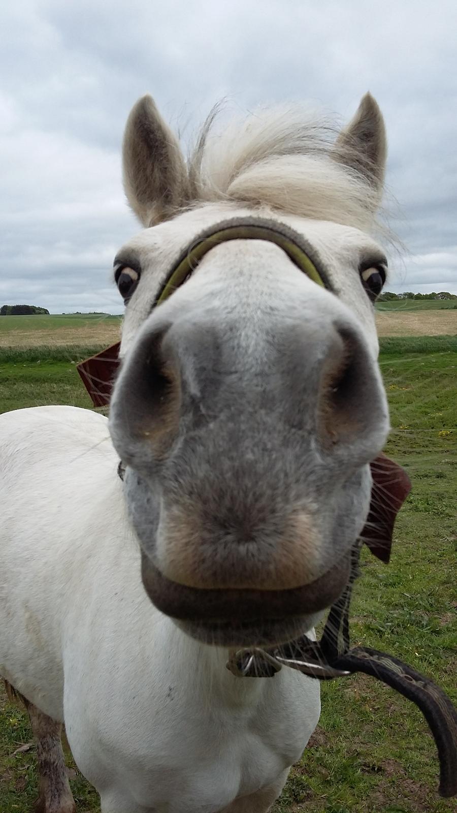 Connemara Skippergårdens crystal mandy billede 5