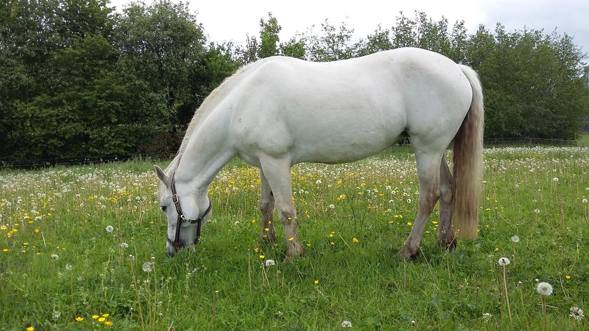 Connemara Skippergårdens crystal mandy billede 8