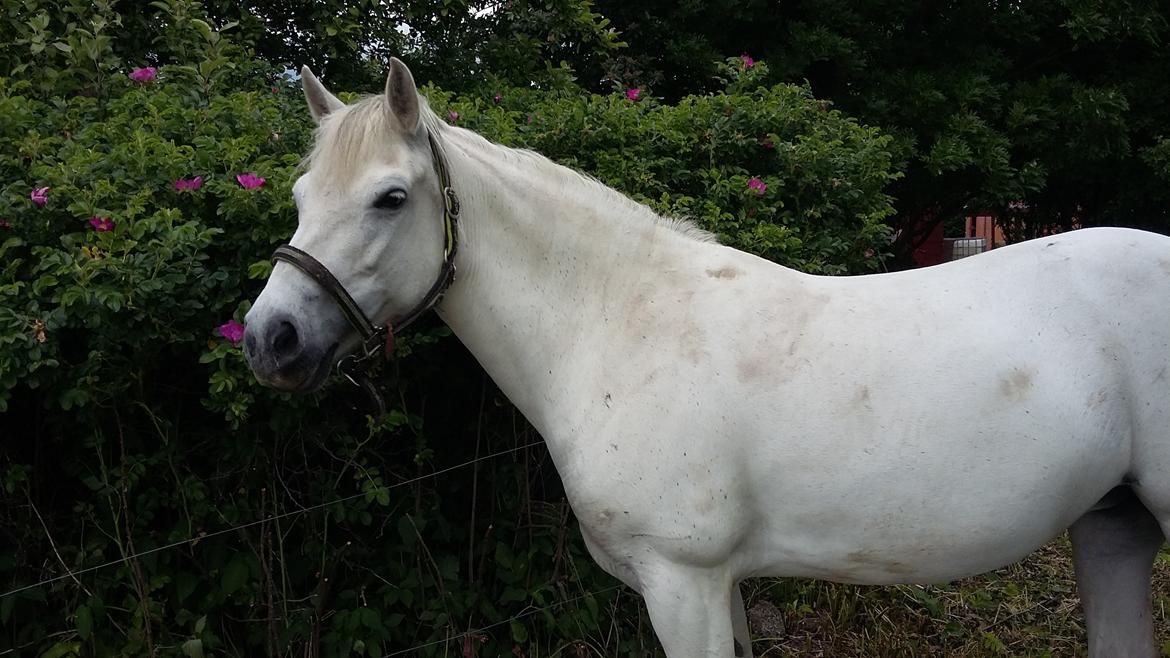 Connemara Skippergårdens crystal mandy billede 10
