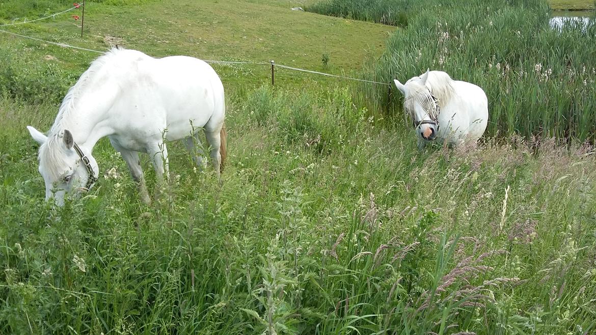 Connemara Skippergårdens crystal mandy billede 11