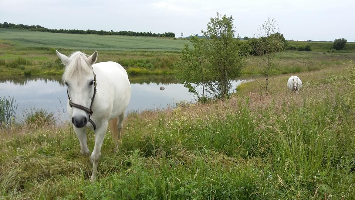 Connemara Skippergårdens crystal mandy billede 13