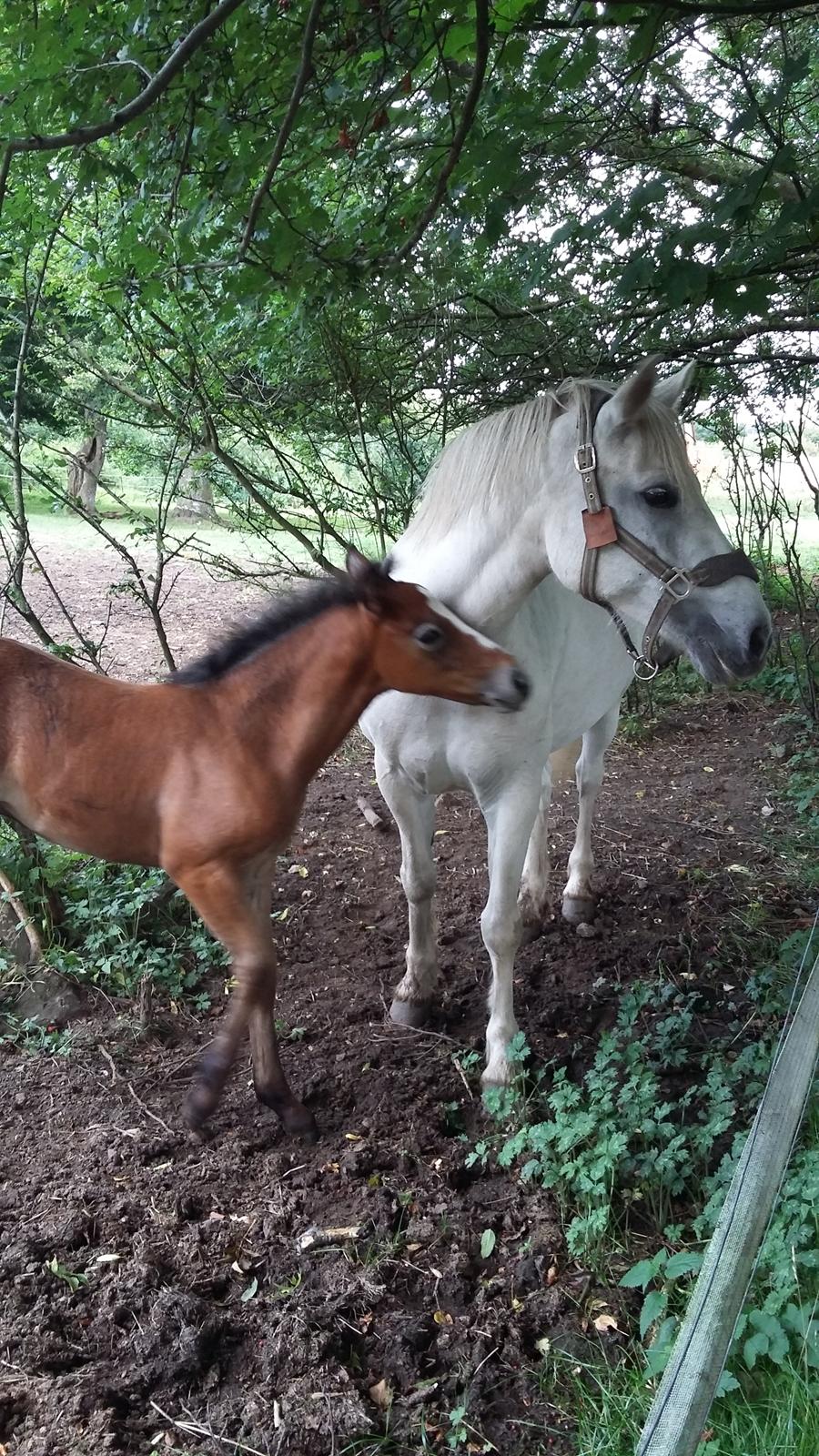 Connemara Skippergårdens crystal mandy billede 14