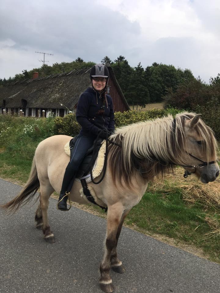 Fjordhest Katrinedals Bea (Tulle) - Fra da jeg var oppe og prøve hende billede 1