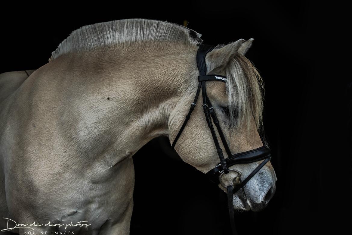 Fjordhest Louis vårby billede 1