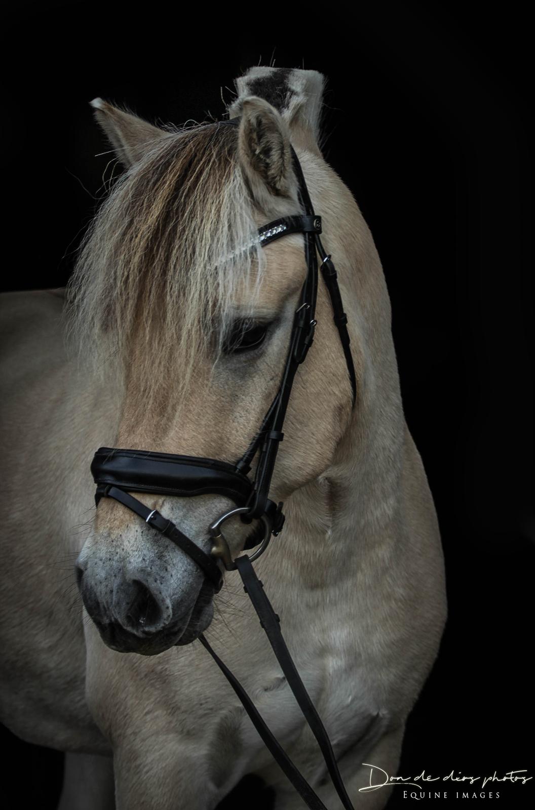 Fjordhest Louis vårby billede 2