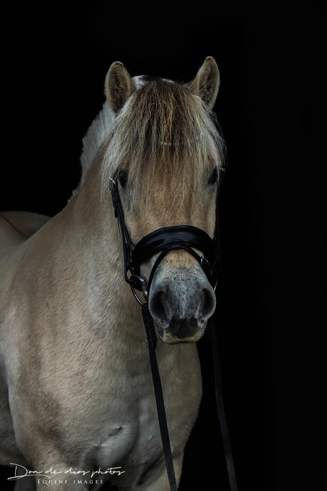 Fjordhest Louis vårby billede 3