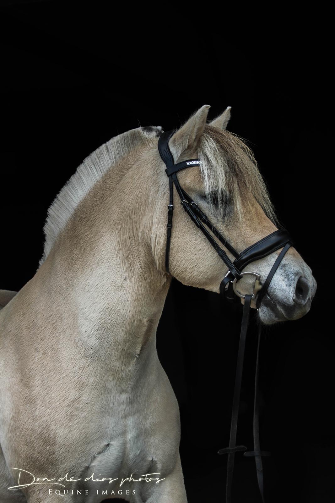 Fjordhest Louis vårby billede 4