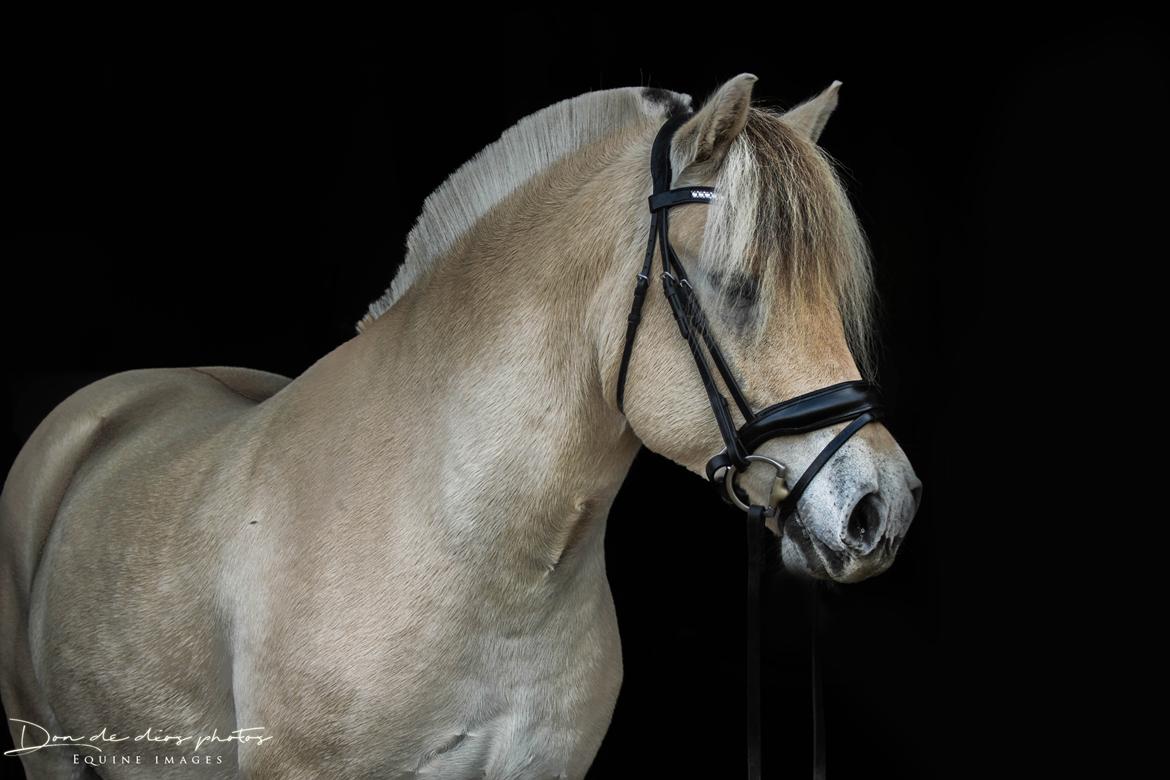 Fjordhest Louis vårby billede 5