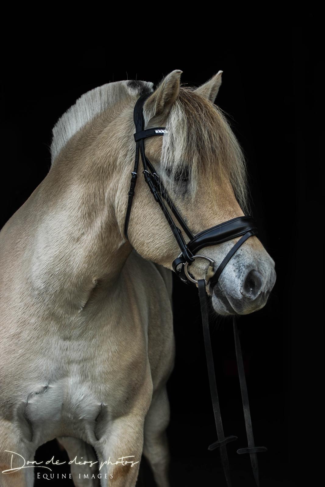Fjordhest Louis vårby billede 6