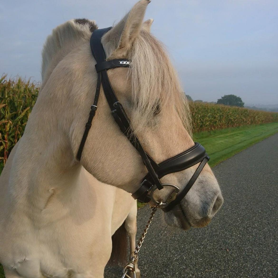 Fjordhest Louis vårby billede 7