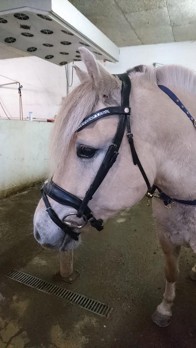 Fjordhest Louis vårby billede 10