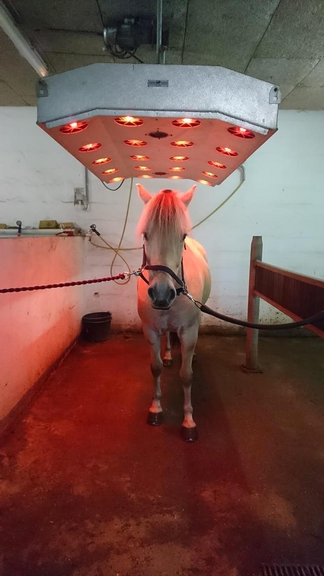 Fjordhest Louis vårby billede 13