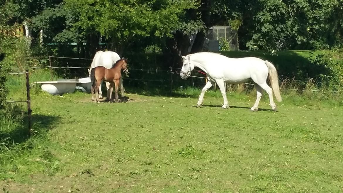 Connemara Skippergårdens crystal mandy billede 16