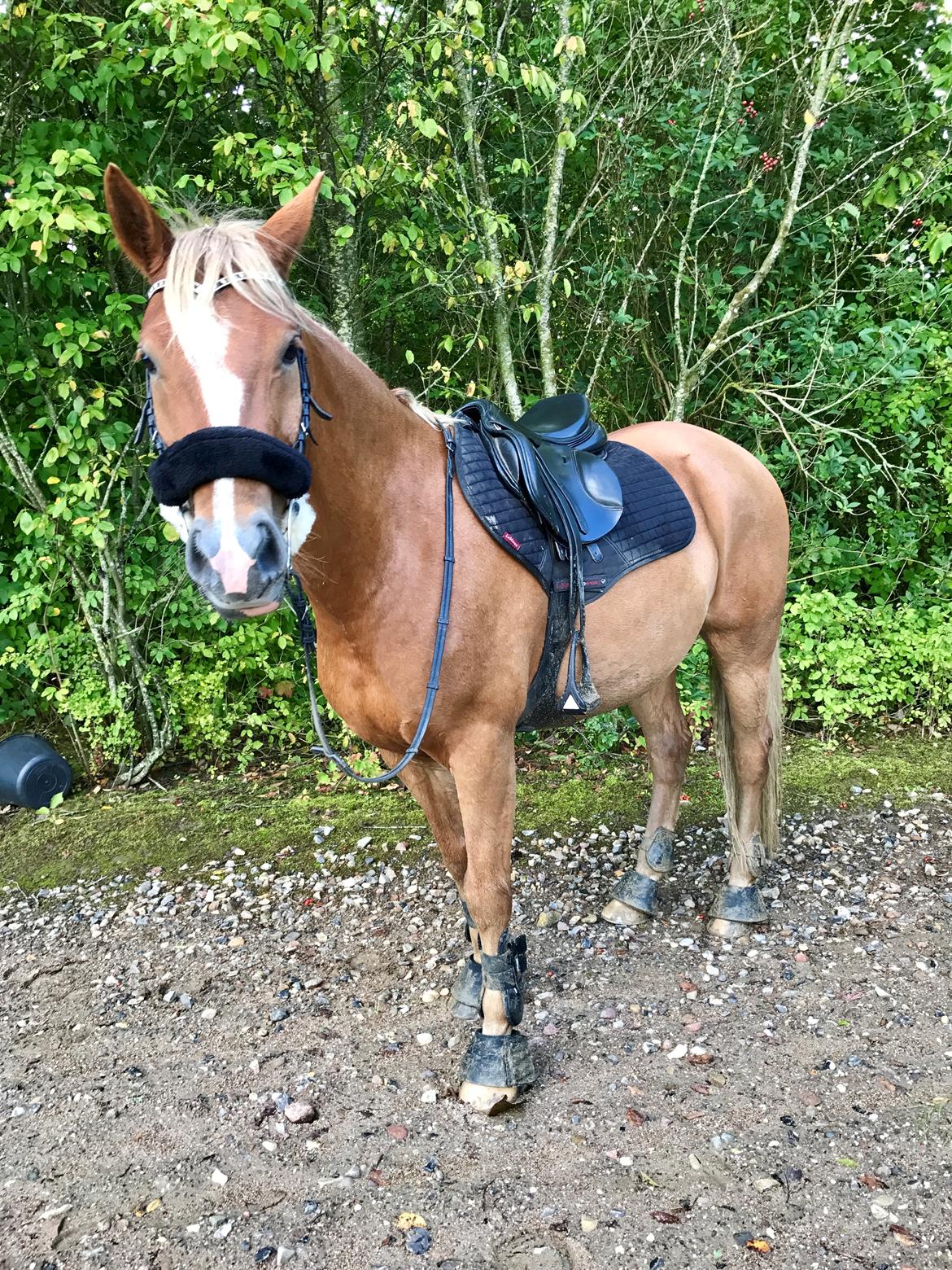 New Forest Søndermarkens Rolf billede 5