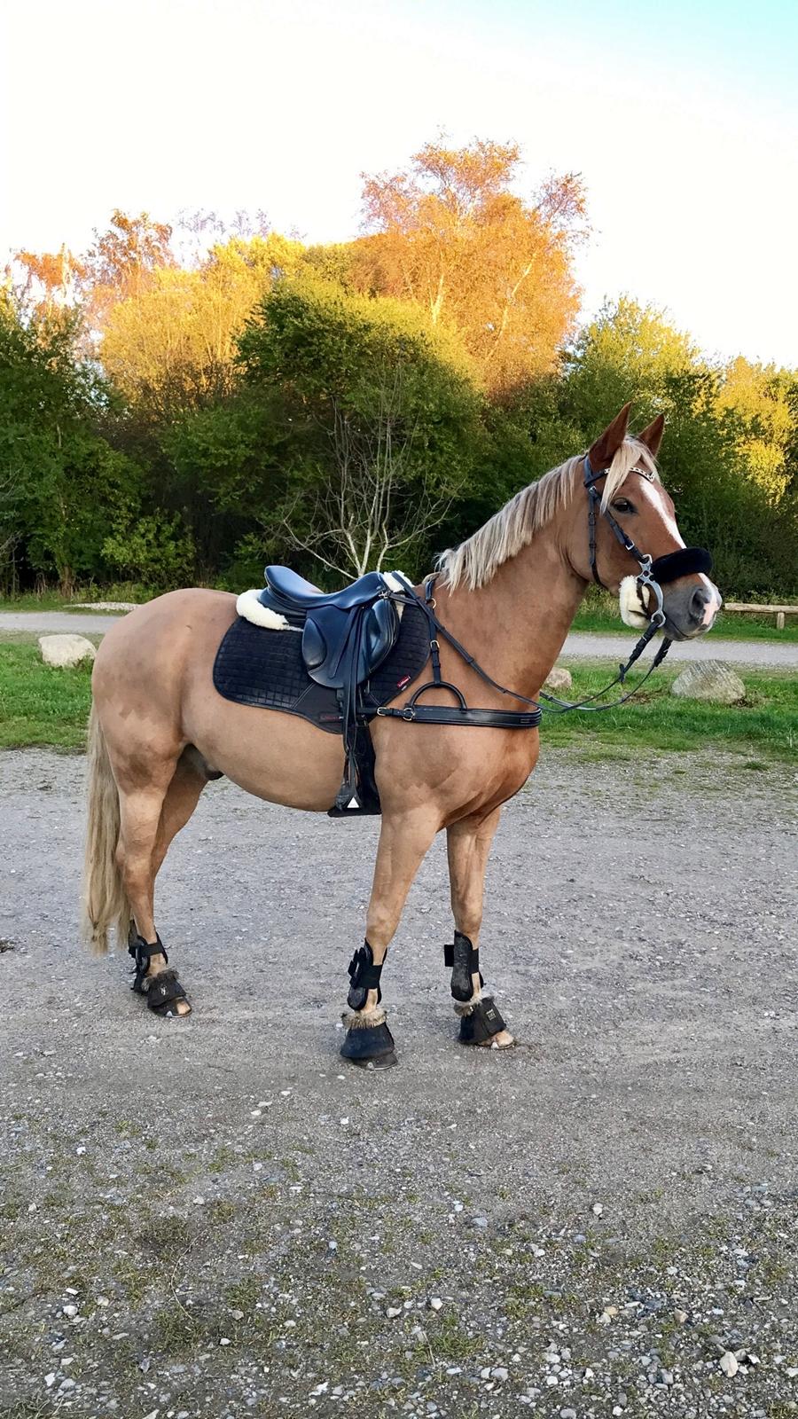 New Forest Søndermarkens Rolf billede 9