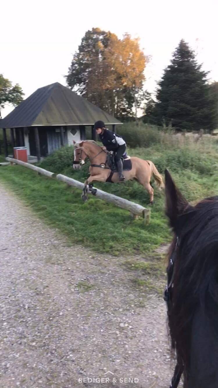 New Forest Søndermarkens Rolf billede 11