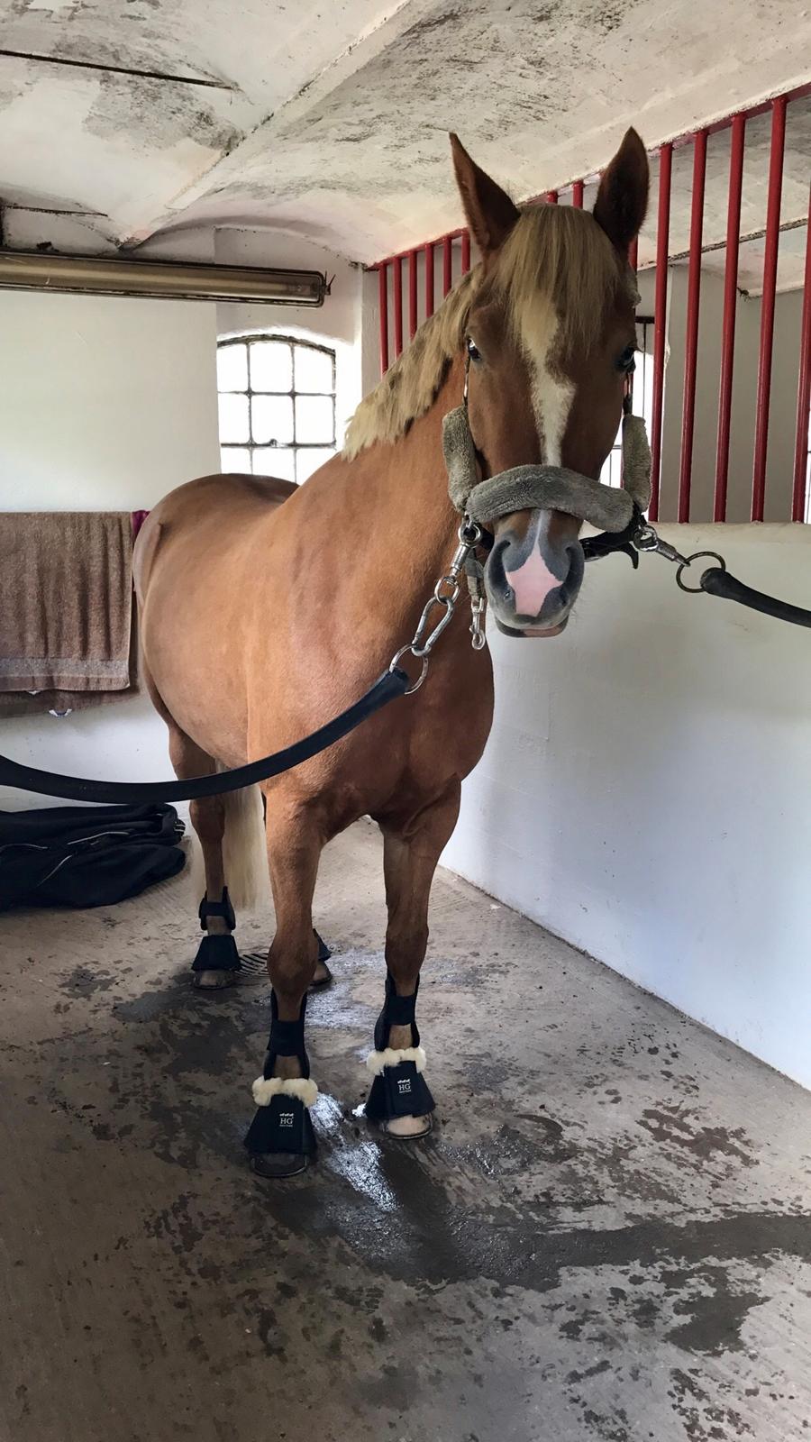 New Forest Søndermarkens Rolf billede 7