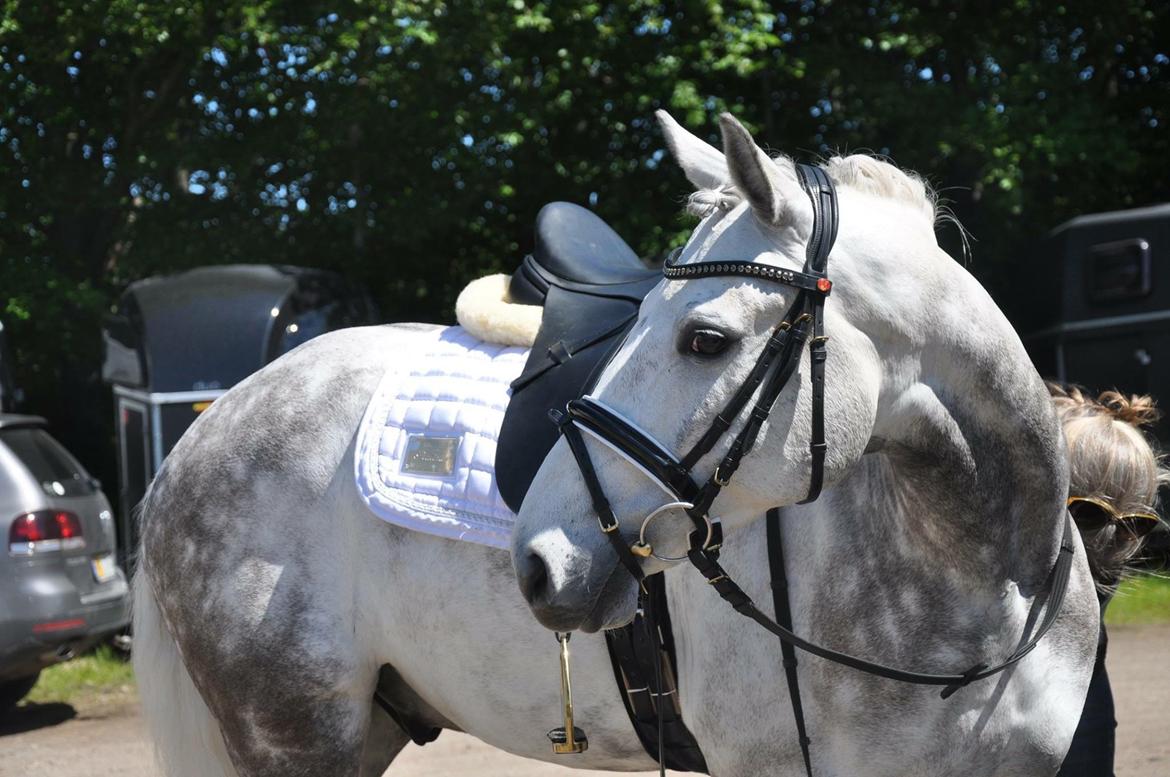 DSP Nørlunds Acord - Stævne på HRK billede 6